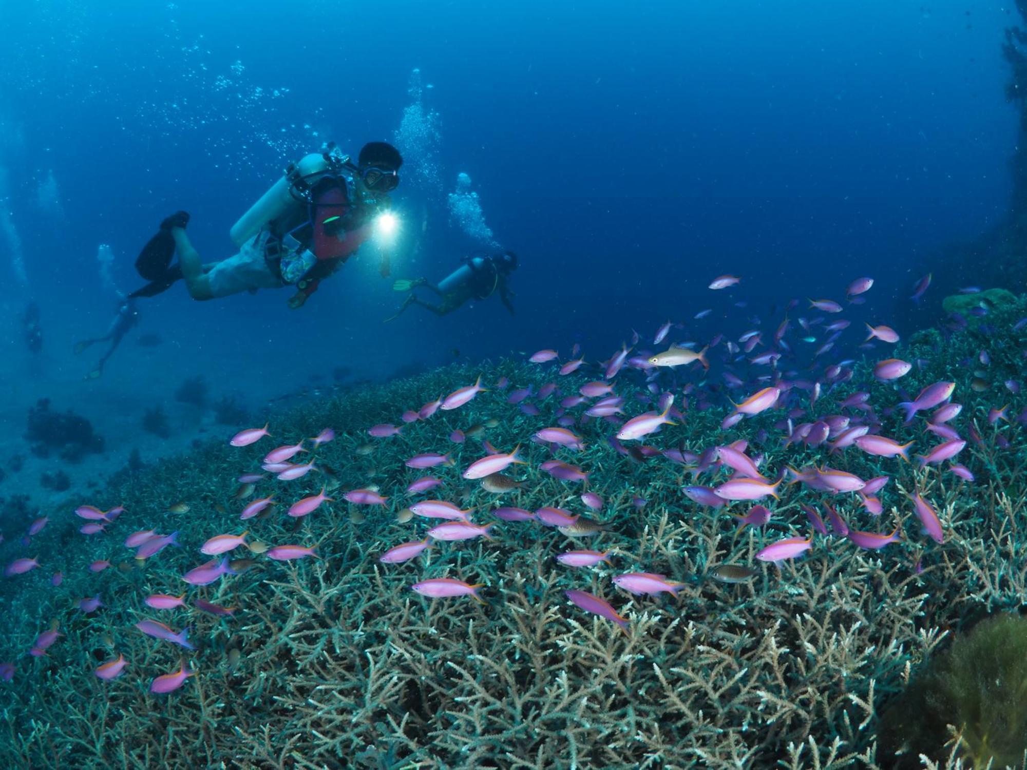 Liberty'S Lodge And Diving - Apo Island 杜马格特 外观 照片