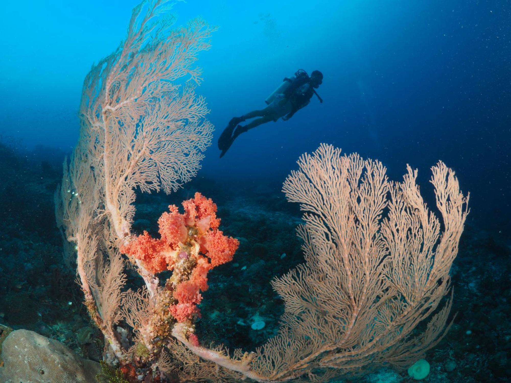 Liberty'S Lodge And Diving - Apo Island 杜马格特 外观 照片