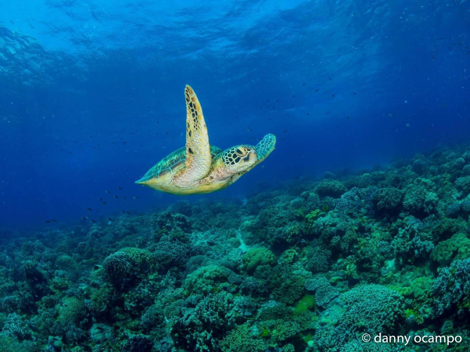Liberty'S Lodge And Diving - Apo Island 杜马格特 外观 照片