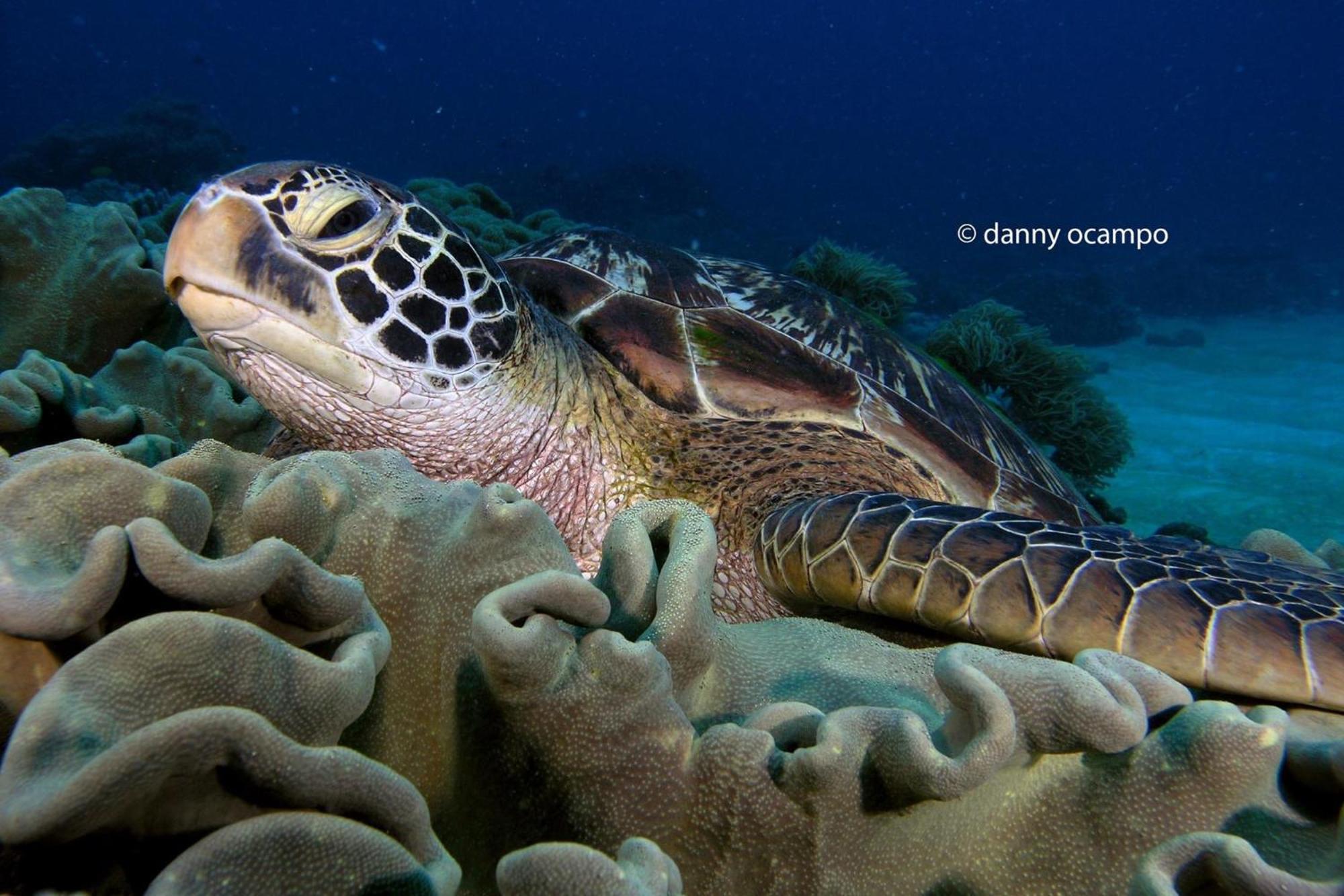 Liberty'S Lodge And Diving - Apo Island 杜马格特 外观 照片