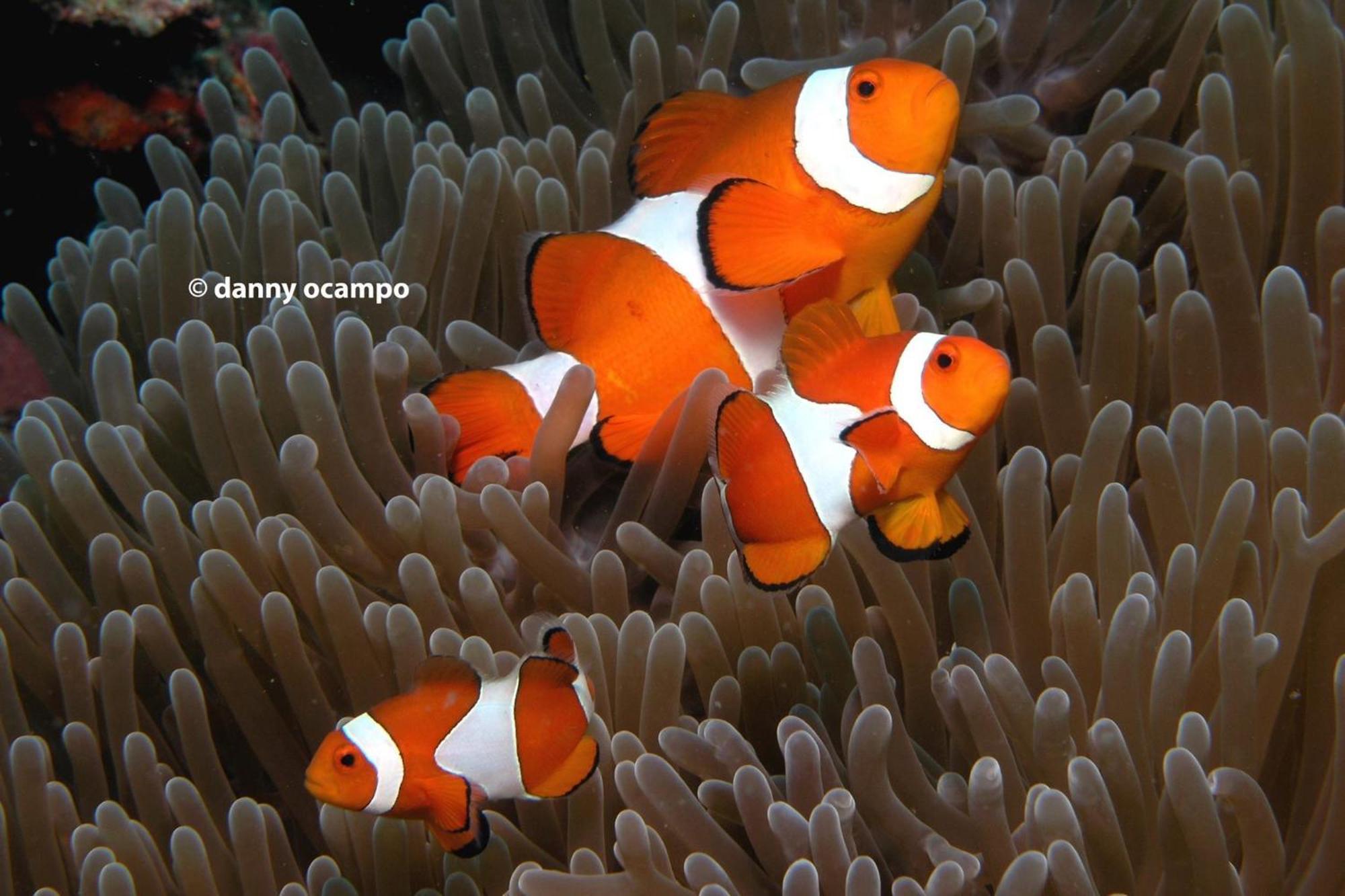 Liberty'S Lodge And Diving - Apo Island 杜马格特 外观 照片