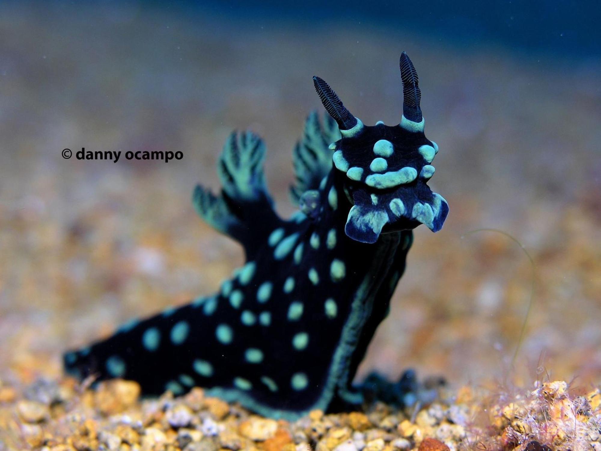 Liberty'S Lodge And Diving - Apo Island 杜马格特 外观 照片