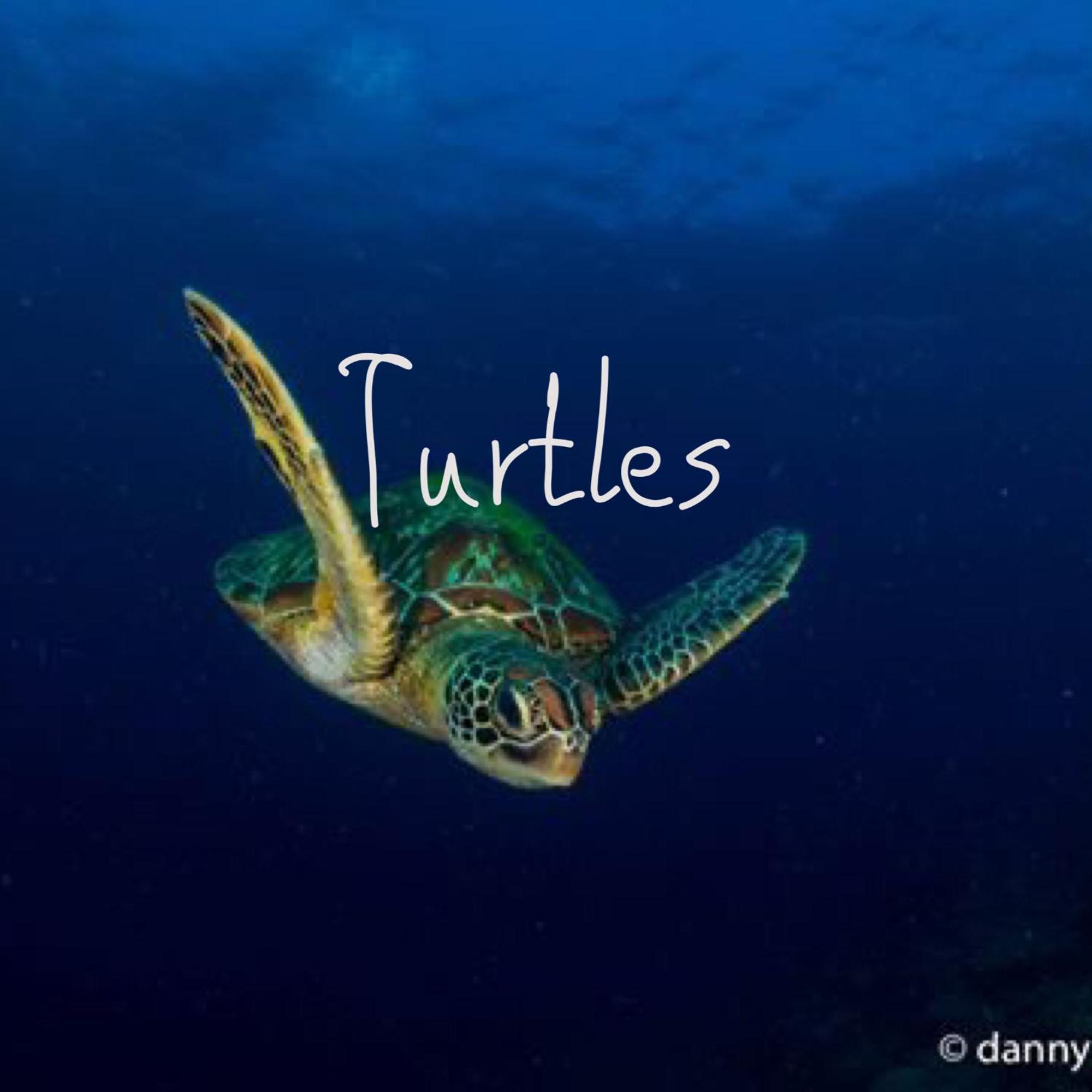 Liberty'S Lodge And Diving - Apo Island 杜马格特 外观 照片