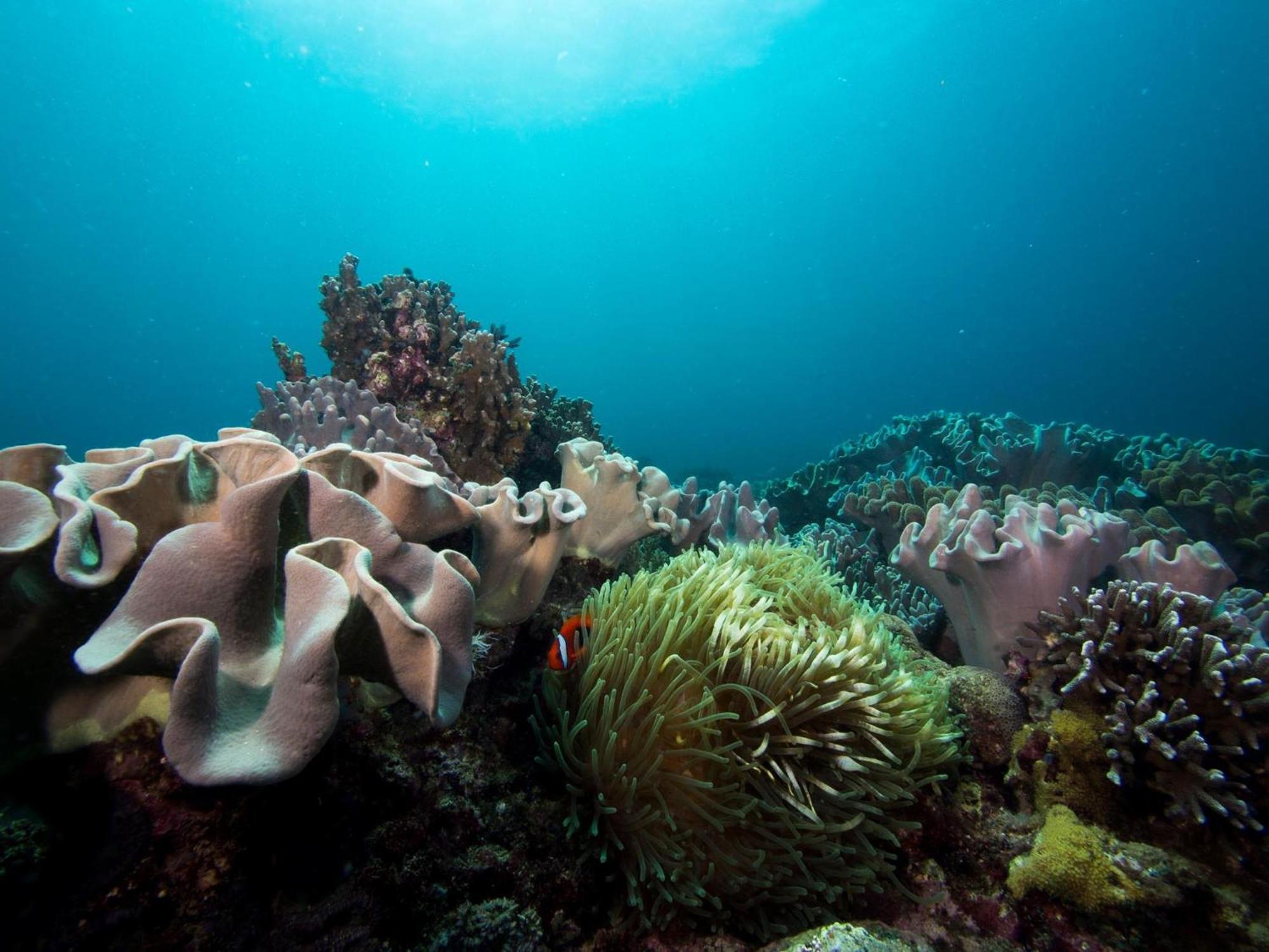 Liberty'S Lodge And Diving - Apo Island 杜马格特 外观 照片