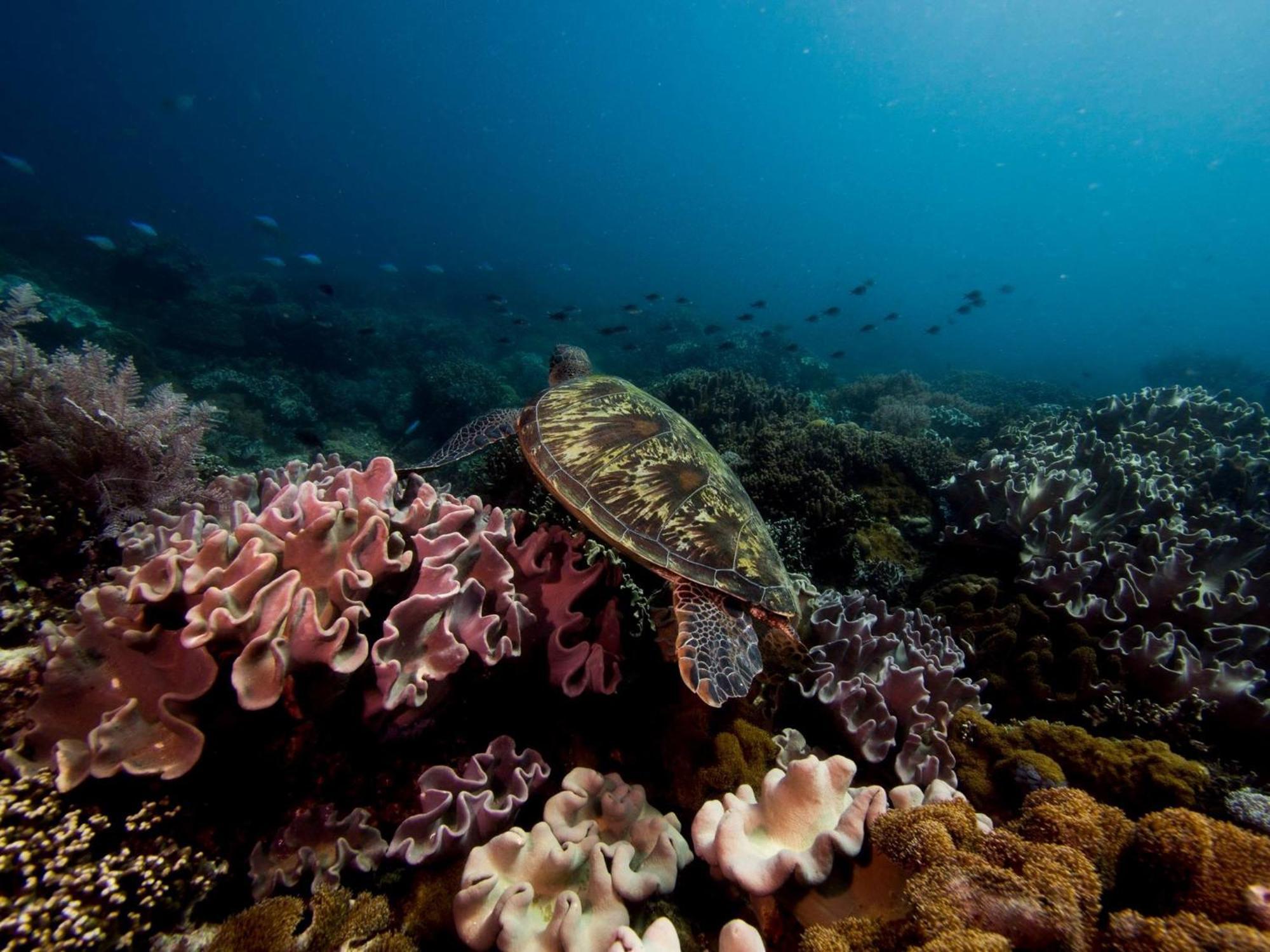 Liberty'S Lodge And Diving - Apo Island 杜马格特 外观 照片
