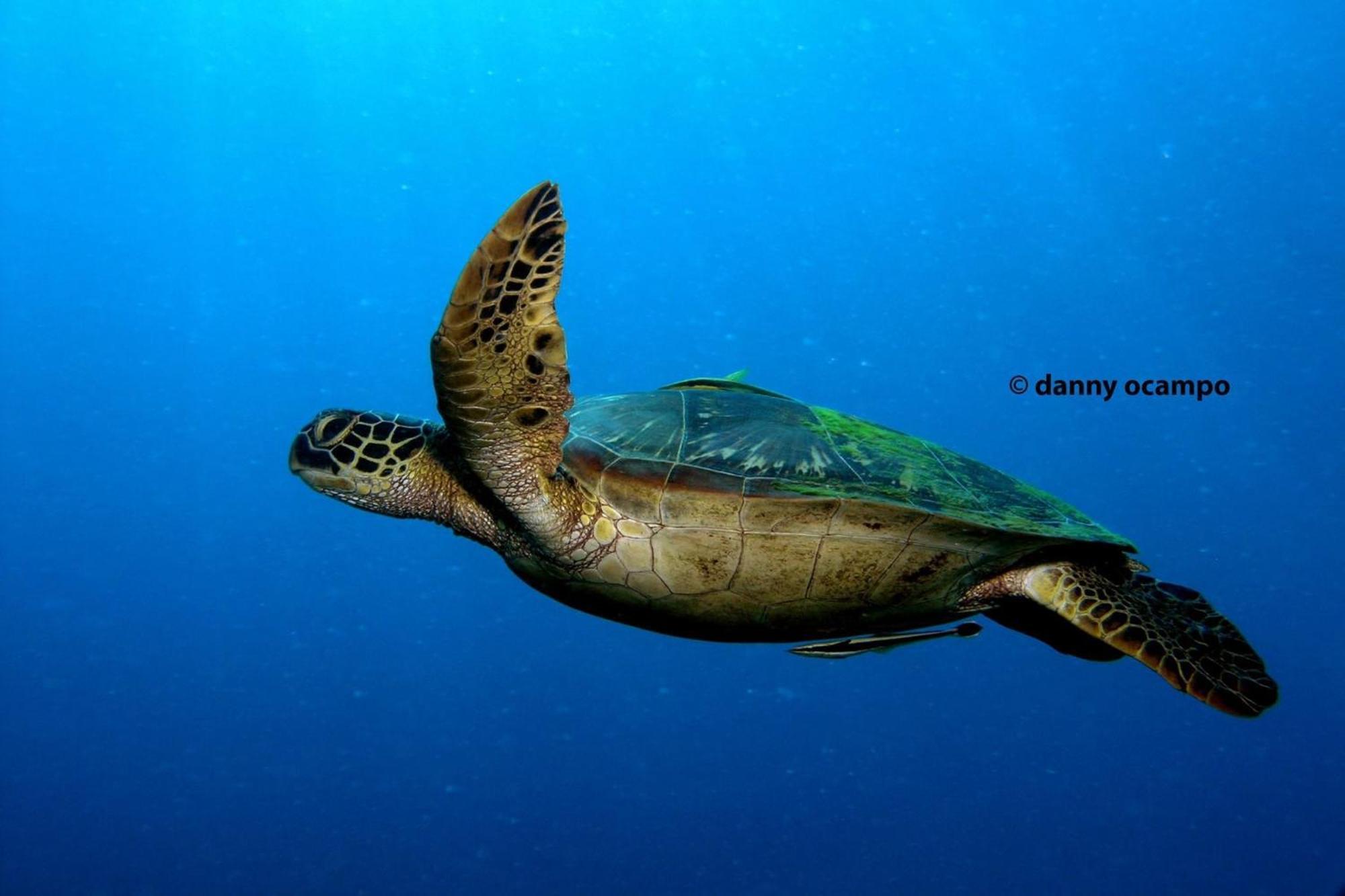 Liberty'S Lodge And Diving - Apo Island 杜马格特 外观 照片