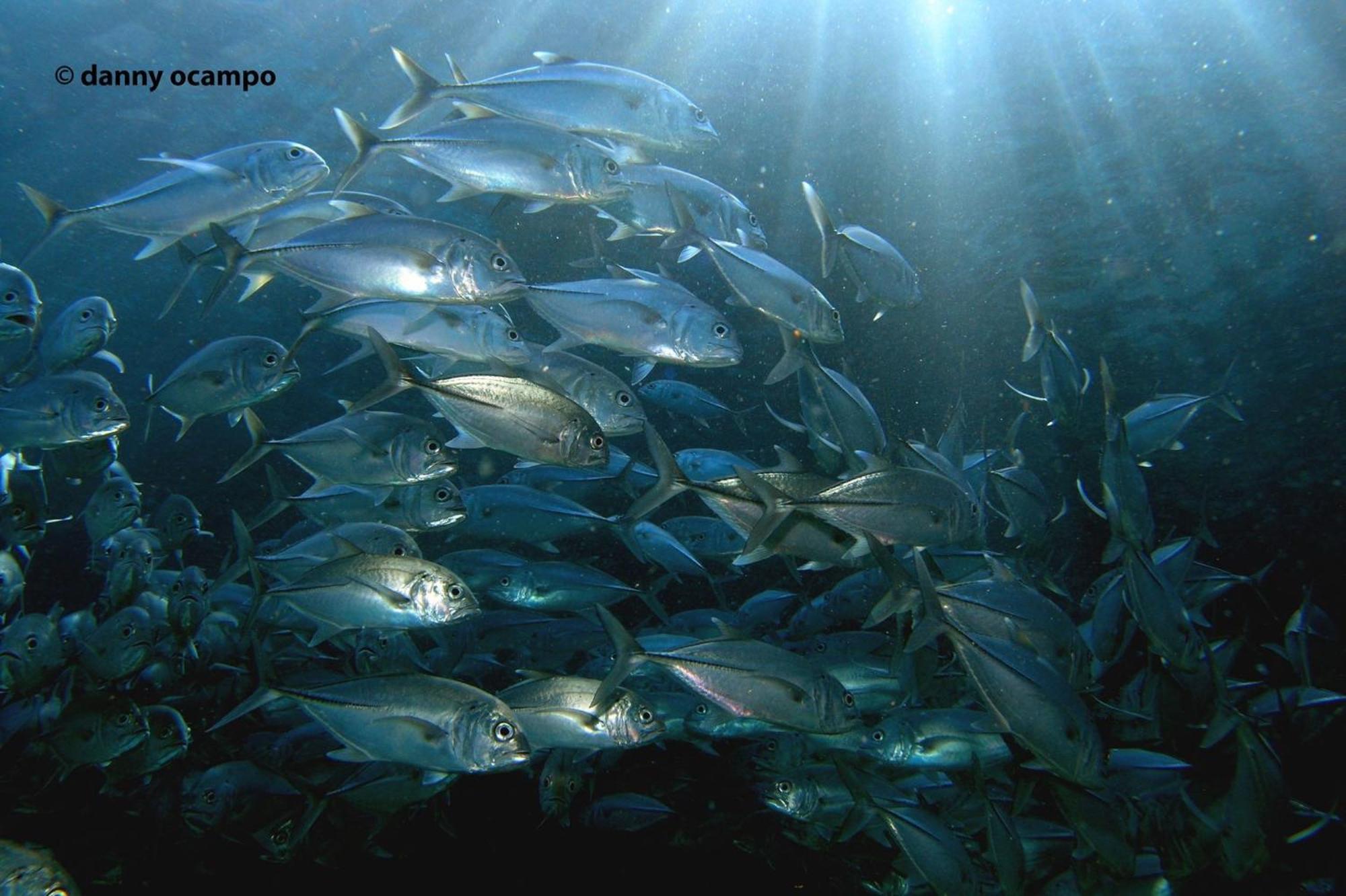 Liberty'S Lodge And Diving - Apo Island 杜马格特 外观 照片