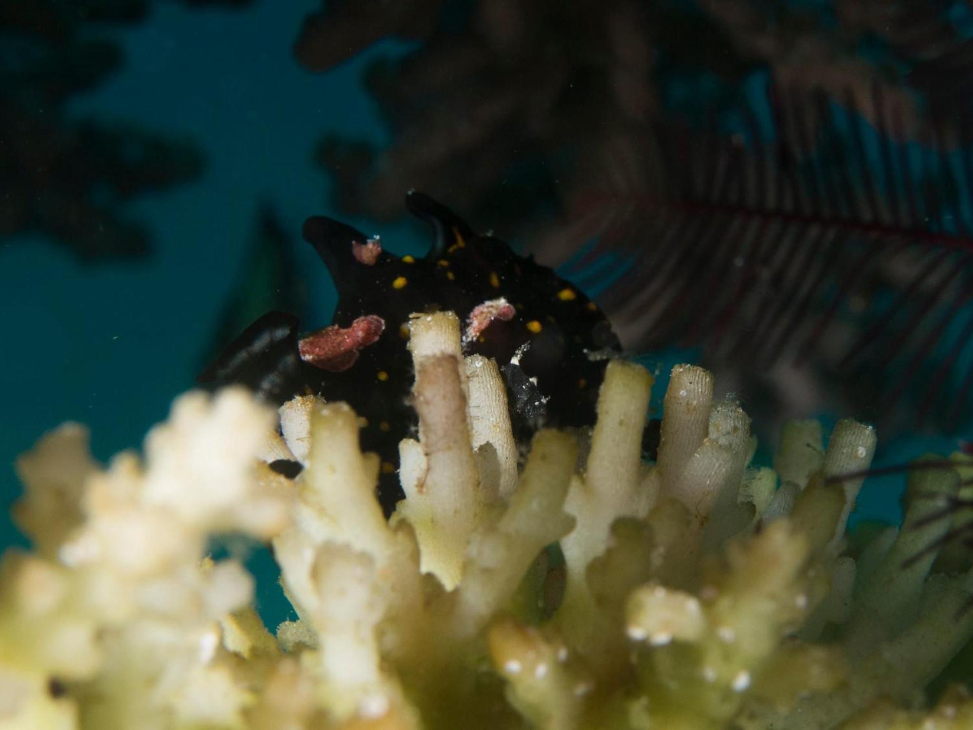 Liberty'S Lodge And Diving - Apo Island 杜马格特 外观 照片
