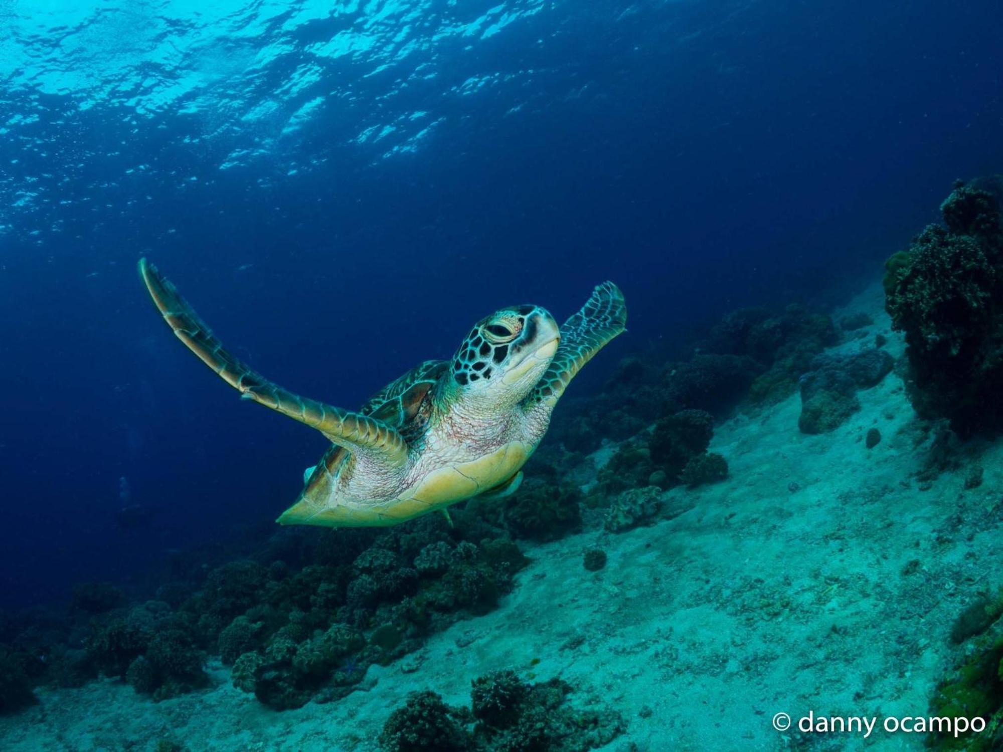 Liberty'S Lodge And Diving - Apo Island 杜马格特 外观 照片